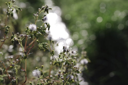 朝日に輝くノボロギクの野草。キク科の雑草