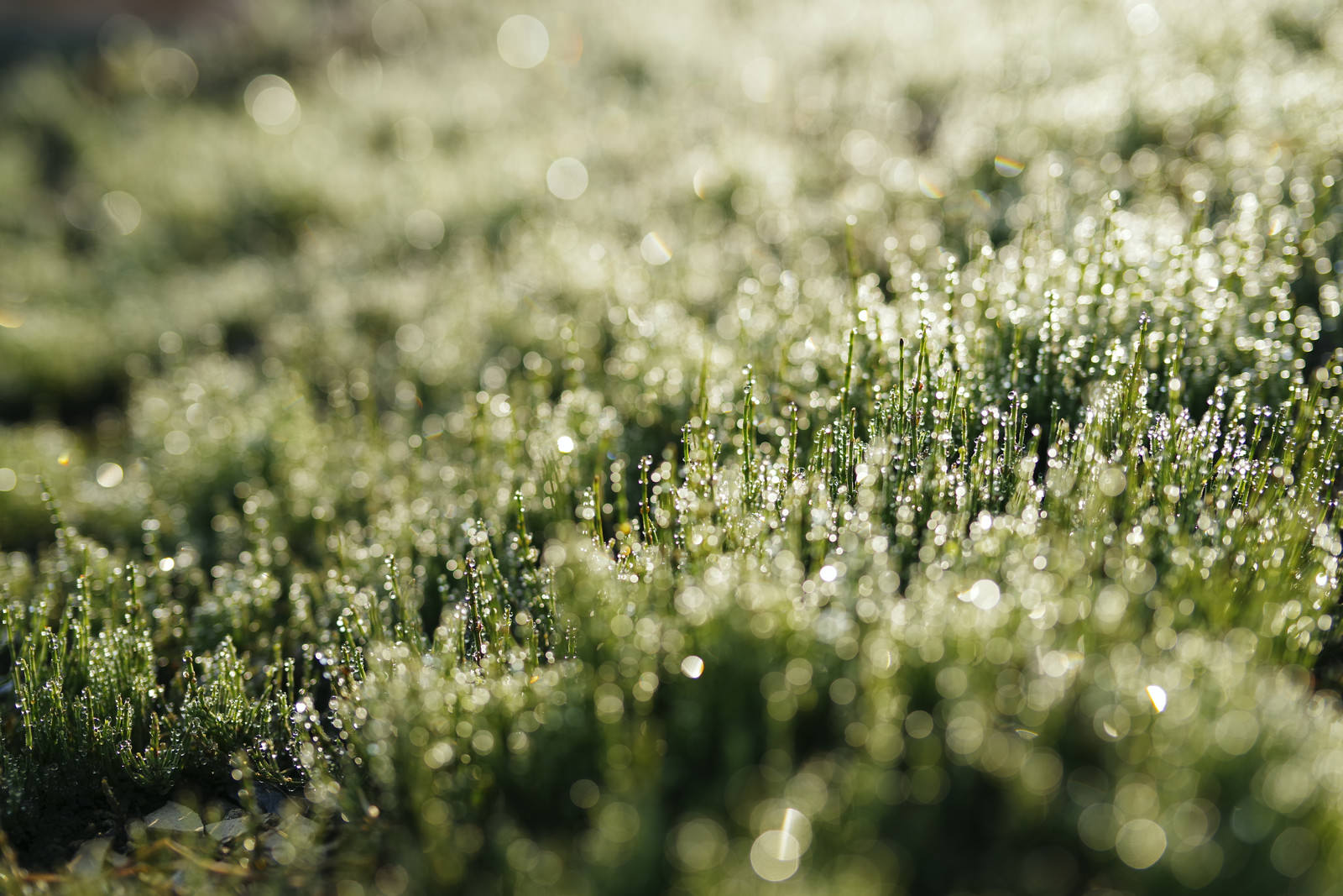 朝露の水滴がついて光り輝く緑色のスギナの群生