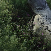 朽ちた灌木に群生する紫のホトケノザの写真