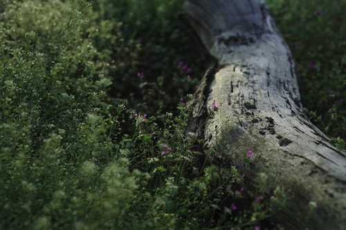 朽ちた灌木に群生する紫のホトケノザ