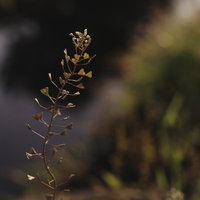 茶色く朽ちるナズナの枯れ草姿、細い茎と小さな実の写真