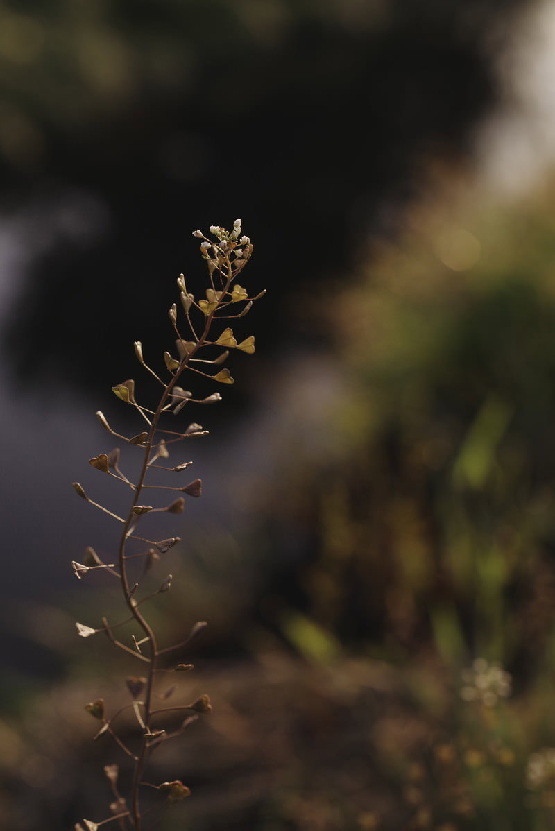 A withered shepherd's purse plant with small fruits on the brown stems