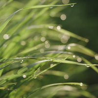 水滴が滴る足元の青草たち - 朝露と雨上がりの自然な瞬間の写真