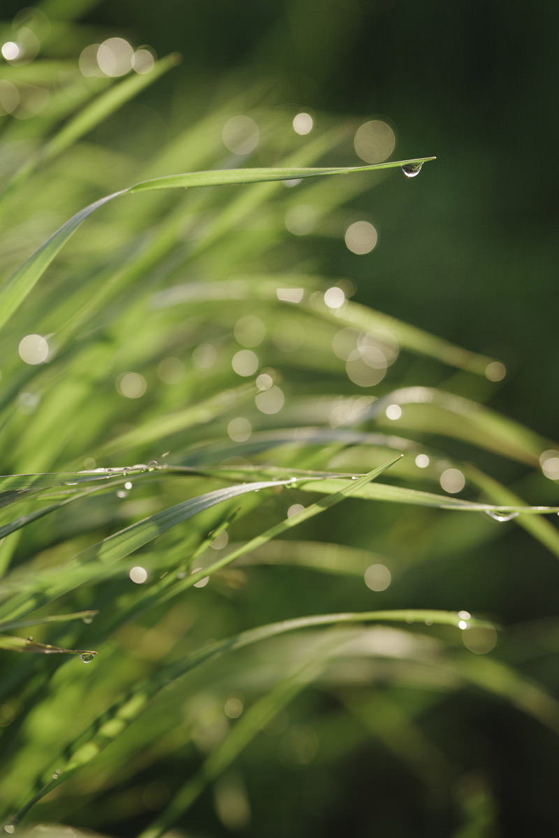 緑の草の葉に透明な水滴が付いている様子