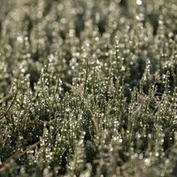 朝露が輝くスギナの細い茎の写真