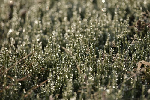 朝露が輝くスギナの細い茎