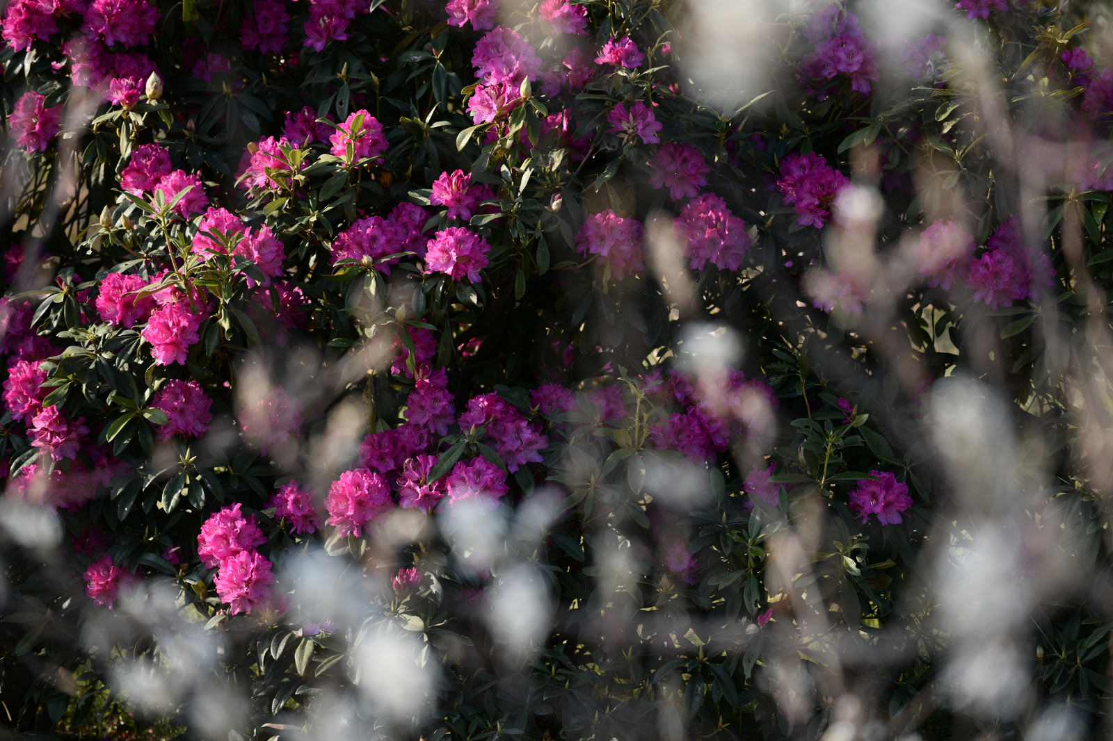 満開に咲く濃いピンク色のシャクナゲの花々