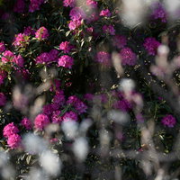 満開に咲く早咲きのシャクナゲの花木、ツツジ科の春の庭木の写真