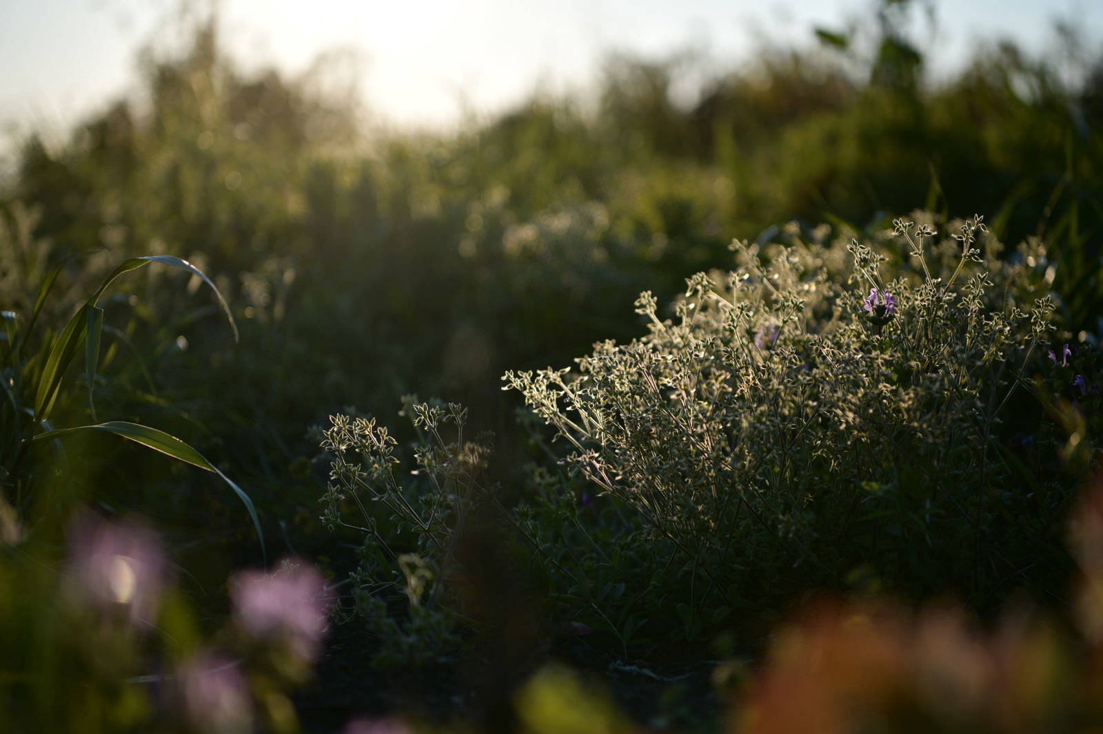 畑の中で夕日に照らされて浮かび上がるホトケノザの花