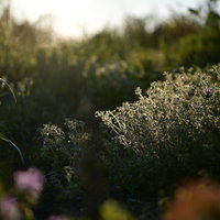畑の中に浮かび上がる春のホトケノザ達と野草の群生の写真