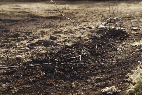 畑の脇に捨てられた剪定済みの枝と土の廃材