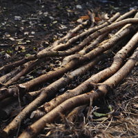 畑の脇に積み重ねられた木の枝と廃木、丸太の積み重ねの写真