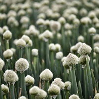 畑一面に広がるネギ坊主の白い花が咲く農業風景の写真