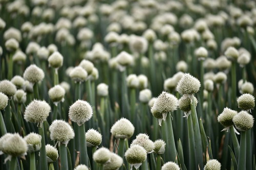 畑一面に広がるネギ坊主の白い花が咲く農業風景