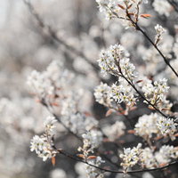 白い小花が枝先に密集して咲くジューンベリーの花の写真