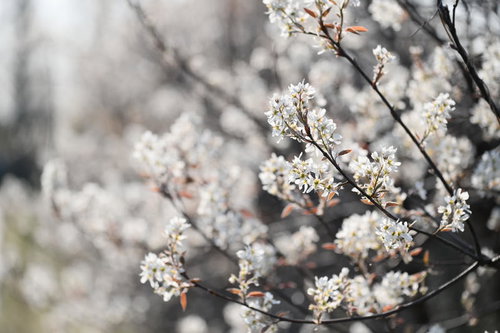 白い小花が枝先に密集して咲くジューンベリーの花