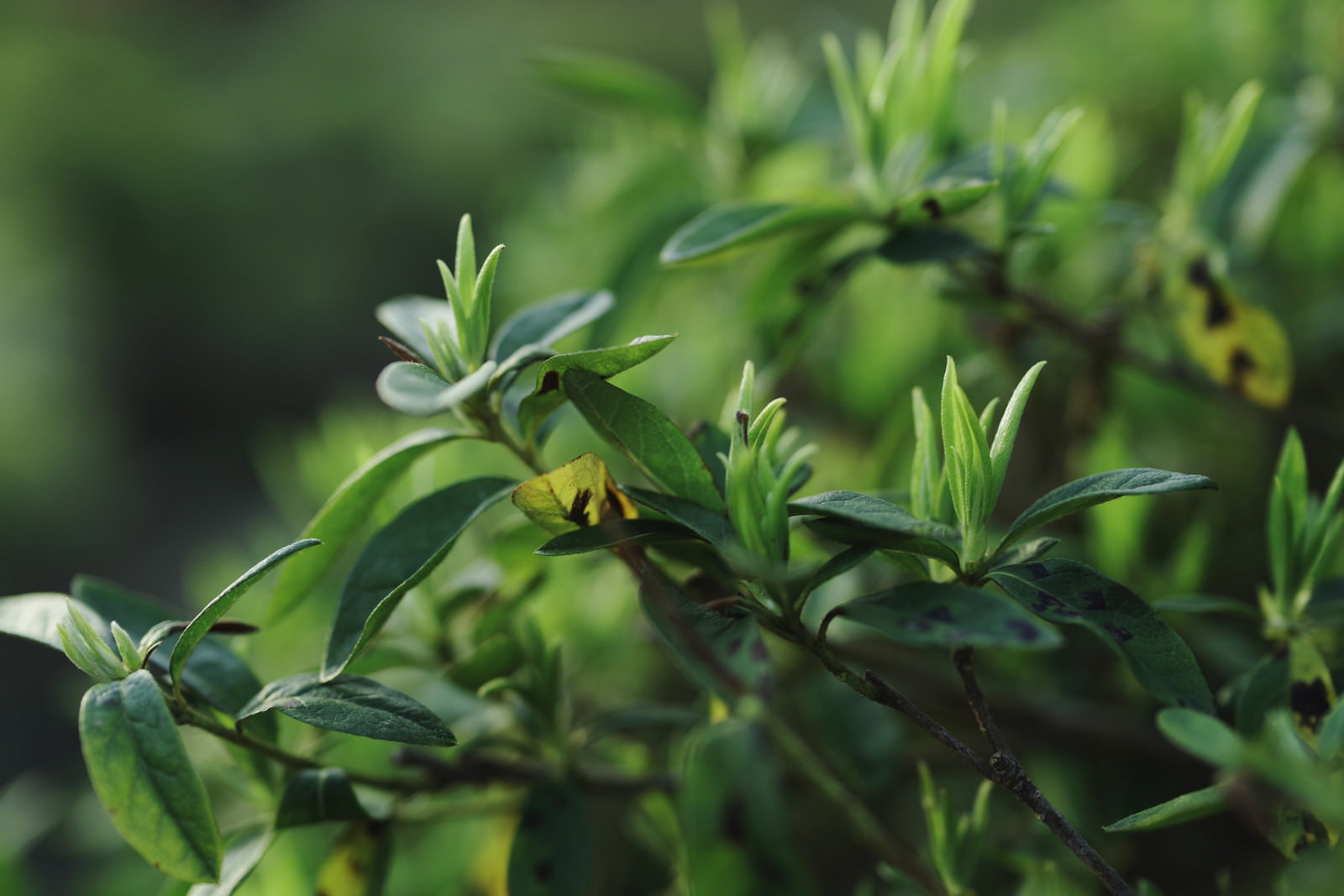 明るい緑色の新緑の若葉が枝に茂っている自然の風景