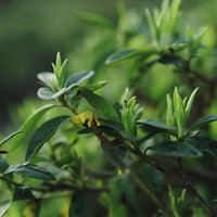 明るい緑色に満ちた新緑の若葉が枝に茂る春の自然の写真