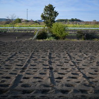 整地された春の耕作地と水田の農業風景の写真