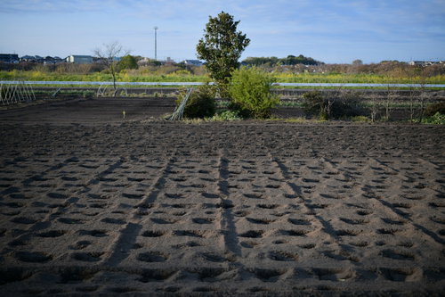 整地された春の耕作地と水田の農業風景
