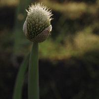 芽吹くネギ坊主のクローズアップの写真