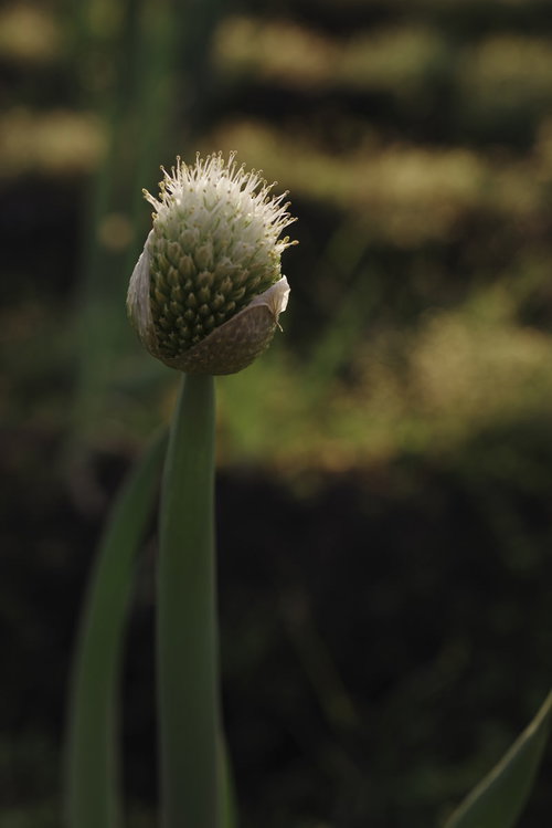 開花寸前のネギ坊主