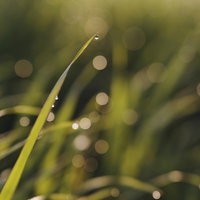 草の先端で落ちるのを待つ水滴と朝露の写真