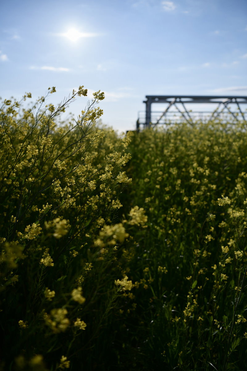 黄色い菜の花が咲く河川敷と青空に輝く太陽、奥に見える堤防