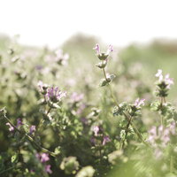 輝く光に透けた体を見せるホトケノザの紫色の小花の写真