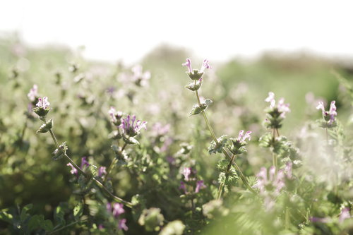 輝く光に透けた体を見せるホトケノザの紫色の小花