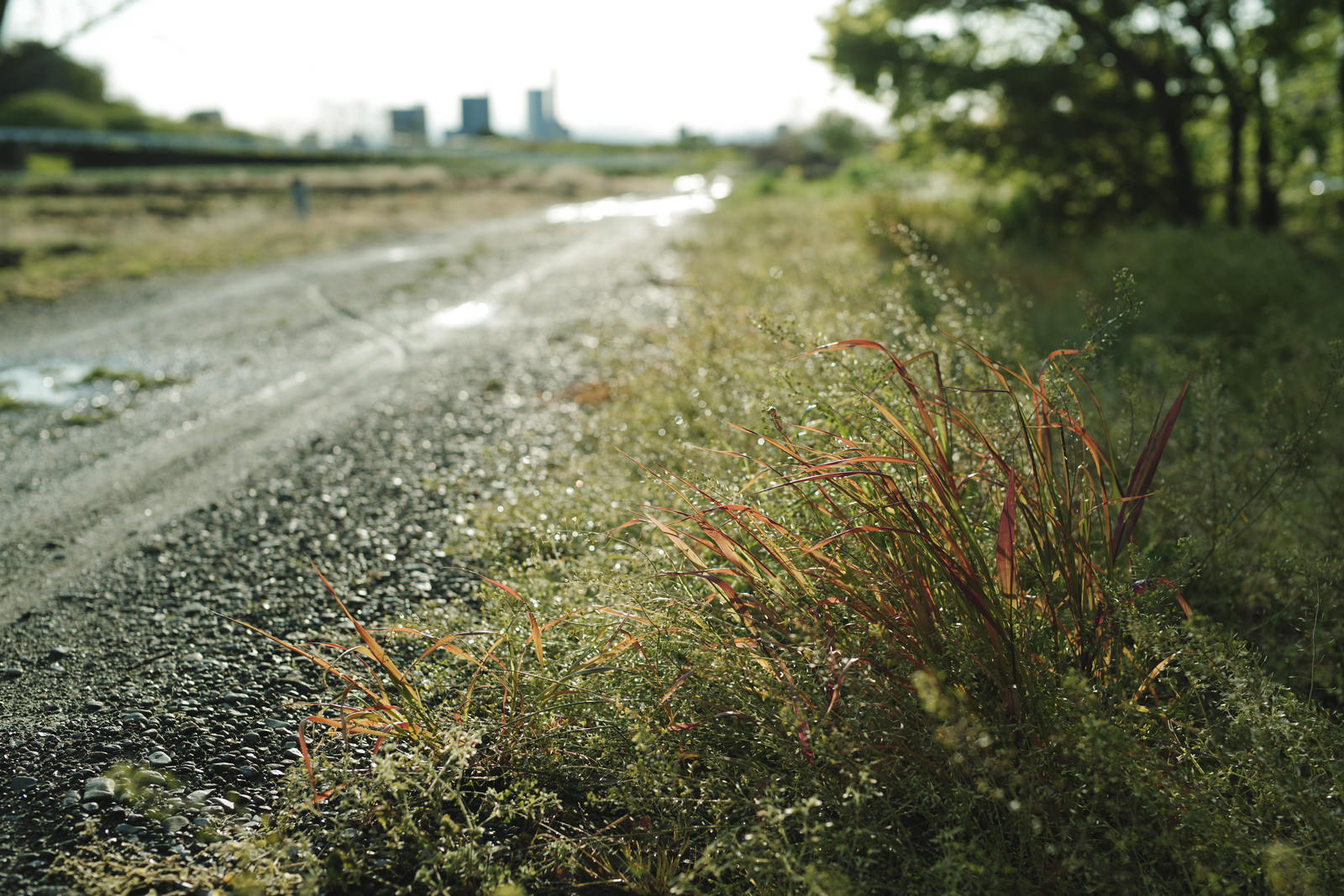 砂利道の脇に生える赤く色づいた雑草と農道の風景
