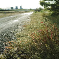 農道沿いの砂利道脇に赤く染まった雑草の秋景色の写真