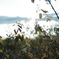 雨上がりの太陽に照らされる散った花の写真