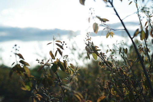 雨上がりの太陽に照らされる散った花