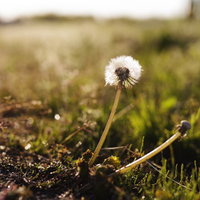 雨上がりの水滴が輝くタンポポの綿毛の写真