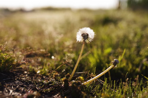 雨上がりの水滴が輝くタンポポの綿毛