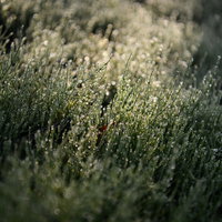 朝露に濡れたスギナの群生にきらきらと輝く水滴の写真