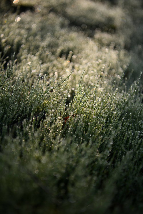 朝露に濡れたスギナの群生にきらきらと輝く水滴
