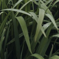 シャガの細長い葉に残る透明な雨の雫と朝露の写真