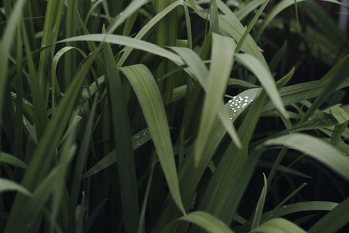 シャガの細長い葉に残る透明な雨の雫と朝露