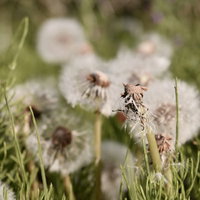 ワタがあらかた飛んで行ったタンポポの種子の写真