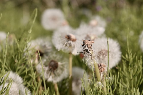 ワタがあらかた飛んで行ったタンポポの種子