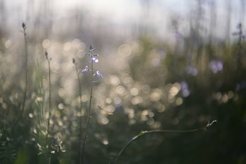 優しい光に包まれるマツバウンランの小さな紫色の花