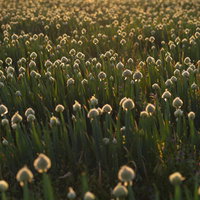 夕方の光に照らされるネギ坊主が咲き誇るネギ畑の景色の写真