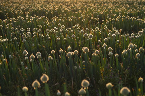 夕方の光に照らされるネギ坊主が咲き誇るネギ畑の景色