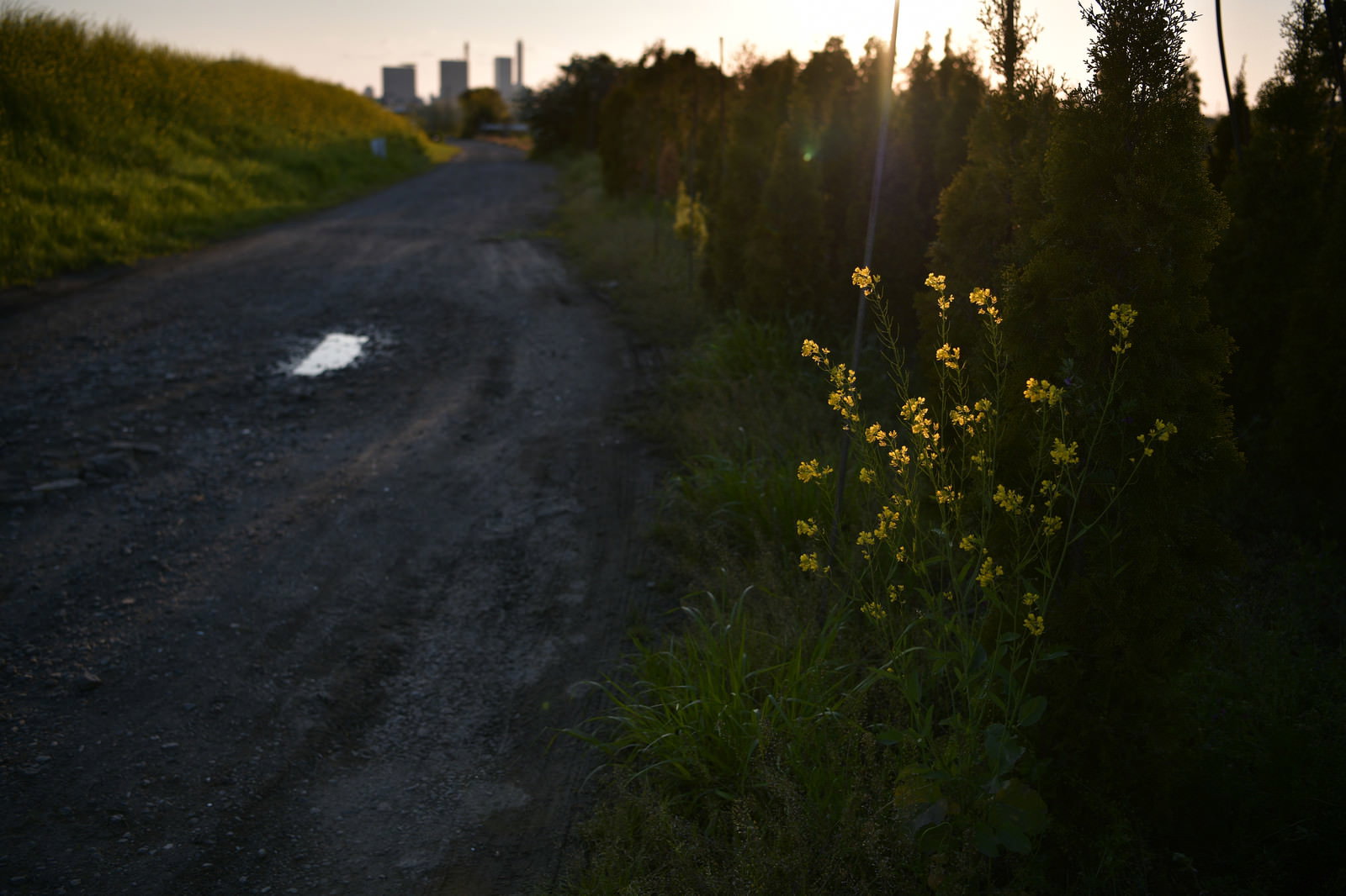 夕暮れ時のアスファルト道路脇に咲く黄色い菜の花の群生
