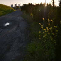 夕日に一輪照らされる菜の花と遠くの都市風景の写真