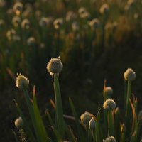 夕日に浮かび上がるネギ坊主が並ぶ畑の風景の写真