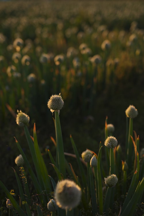 夕日に浮かび上がるネギ坊主が並ぶ畑の風景