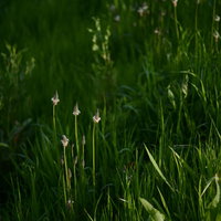 夕日に逆光で浮かび上がるヘラオオバコの花の写真